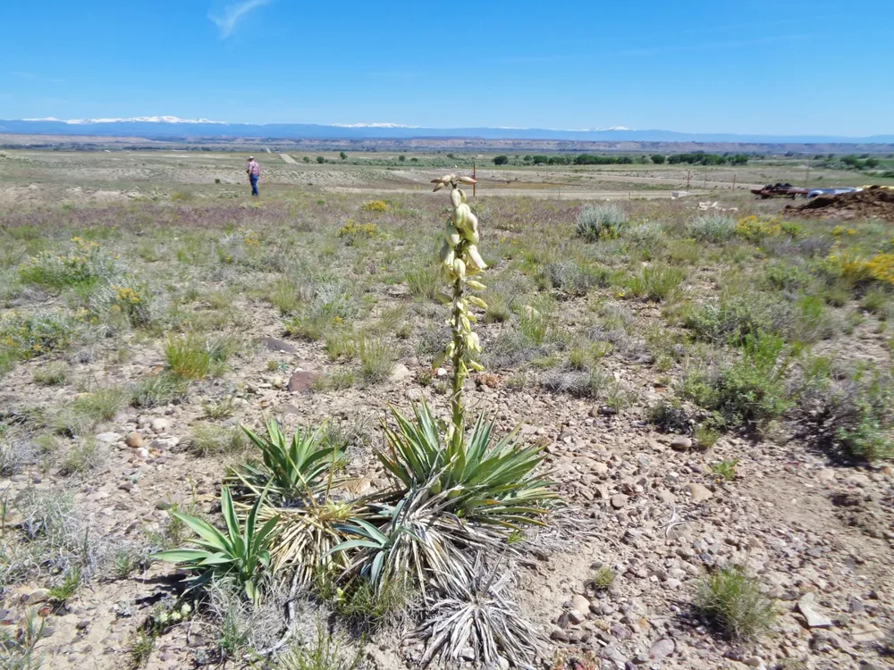 A Harriman’s yucca with a flowering stalk above pointed leaves