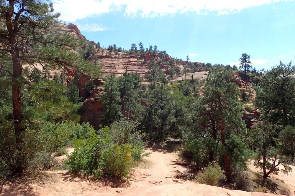 Ponderosa pines growing among red sandstone in Gifford Canyon