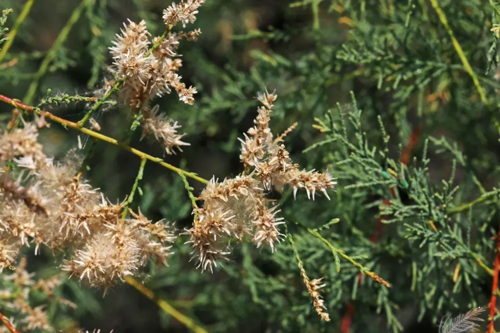 Pale pink tamarisk flowers and slender green foliage
