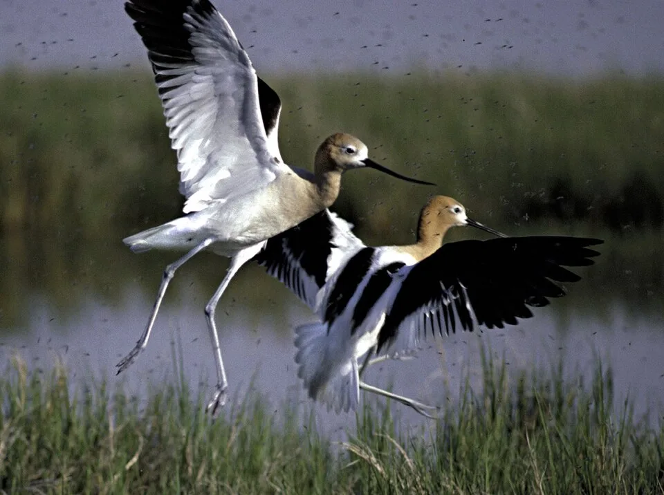 American avocets with raised wings at Bear River Migratory Bird Refuge