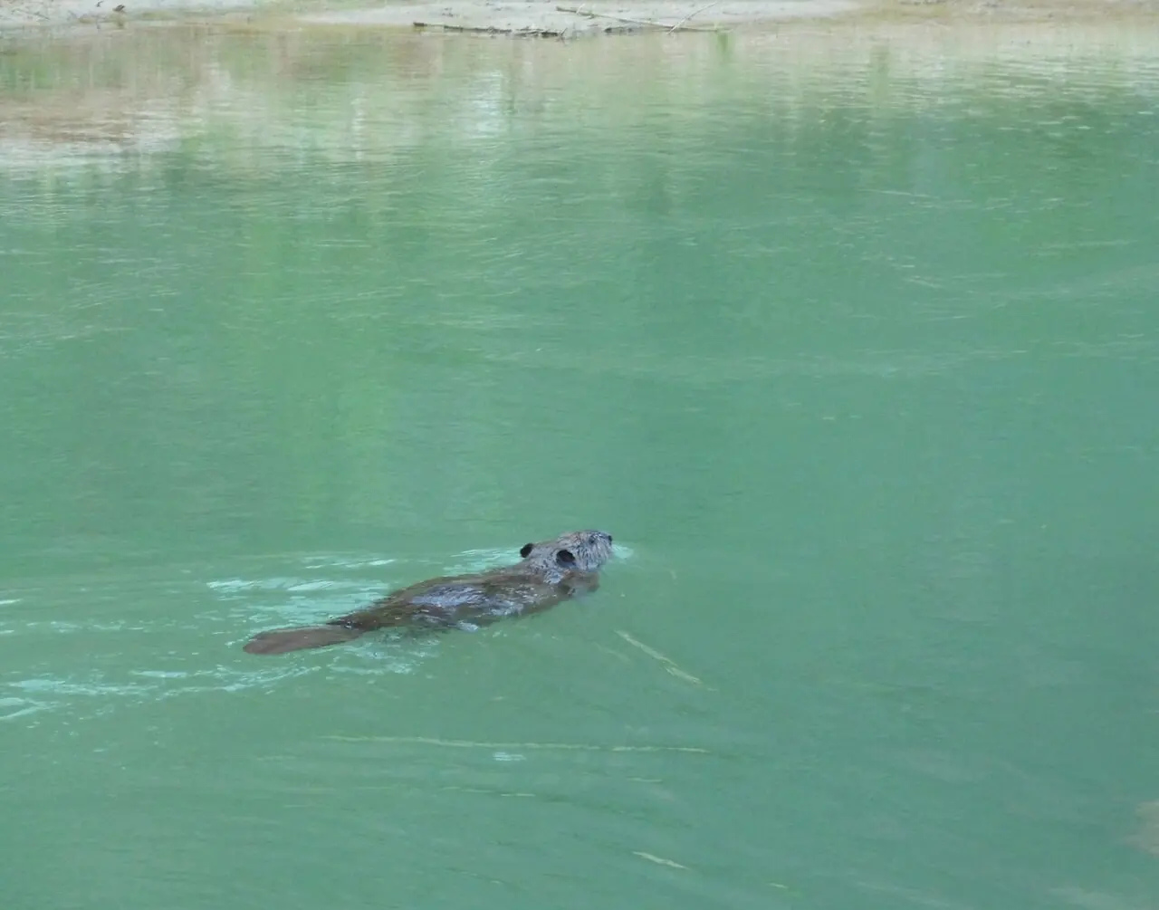 An American beaver swimming in green water