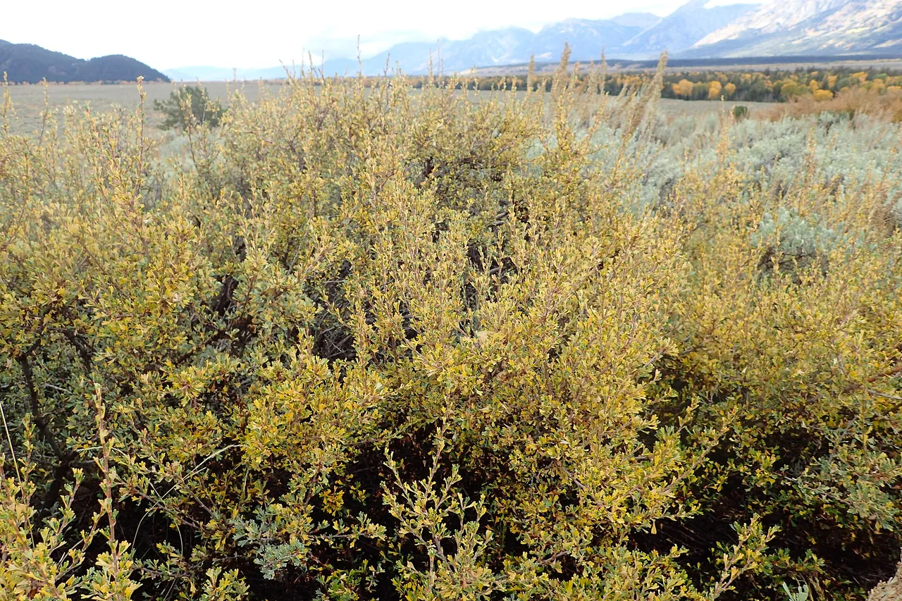 Antelope bitterbrush shrub in autumn color on open sagebrush country