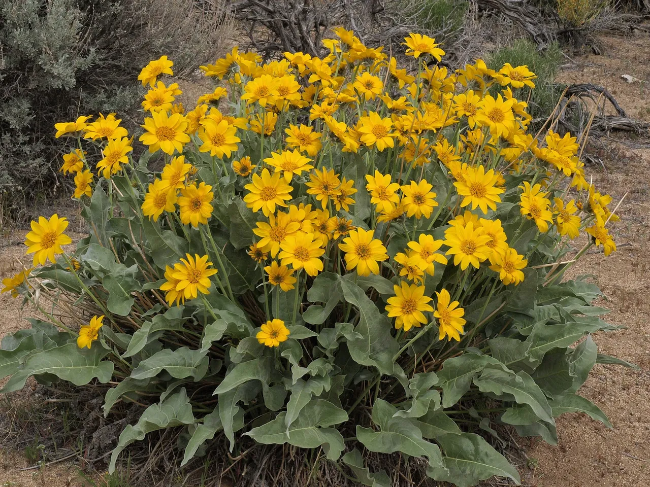 Arrowleaf balsamroot in full yellow bloom on a sagebrush hillside