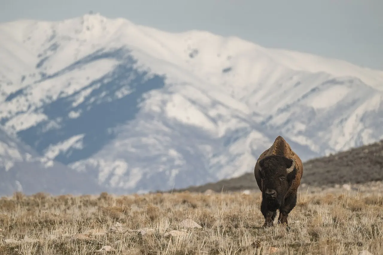 A bison on Antelope Island with snowy Wasatch Mountains behind it