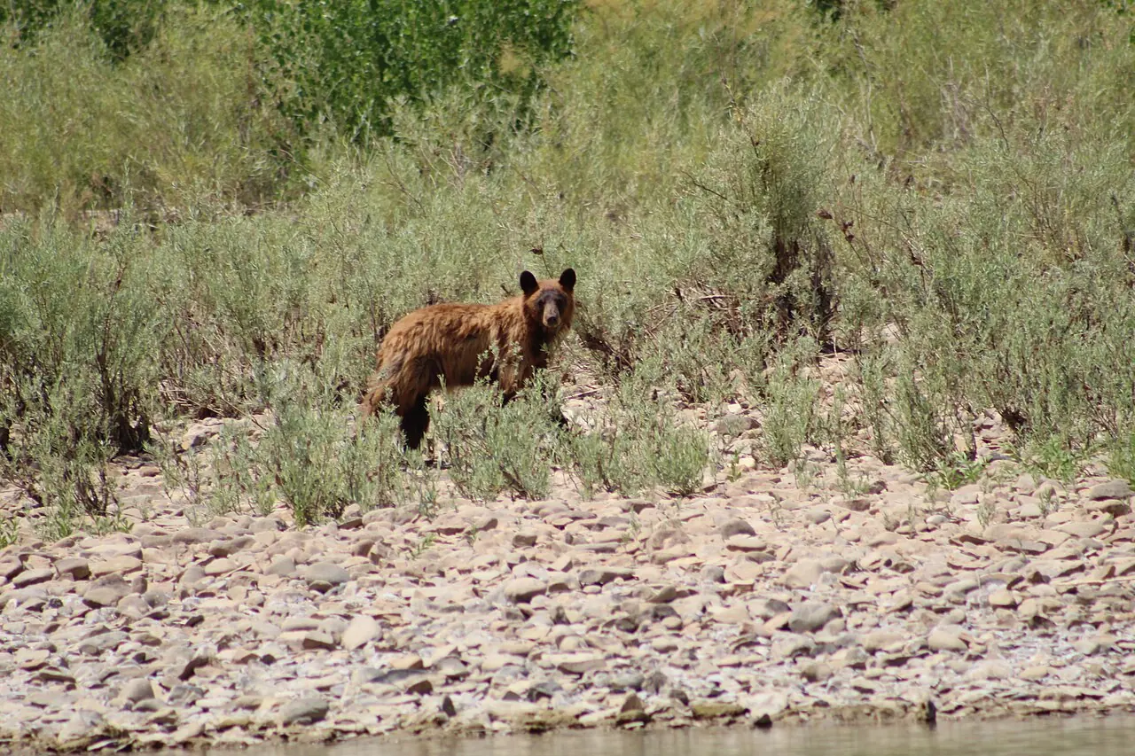 A black bear standing beside the Green River in Utah