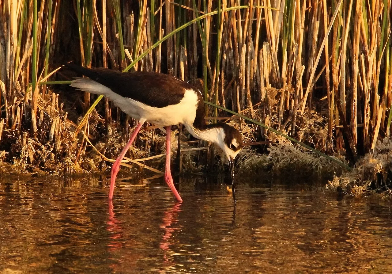 A black-necked stilt wading in shallow water at Fish Springs National Wildlife Refuge, Utah