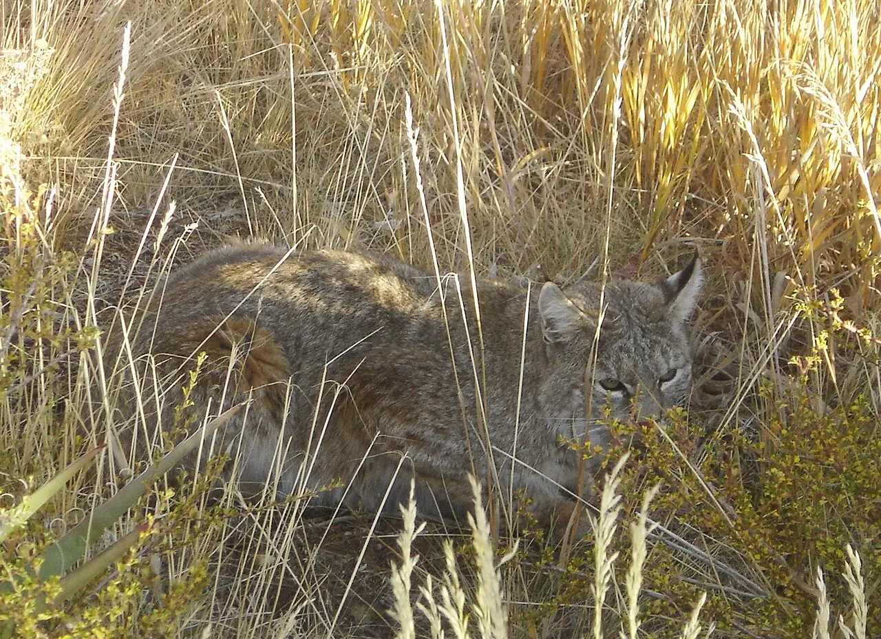 A bobcat partly concealed in tall grass