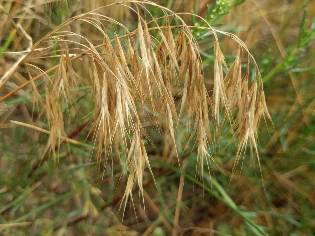 Cheatgrass with drooping seed heads turning golden