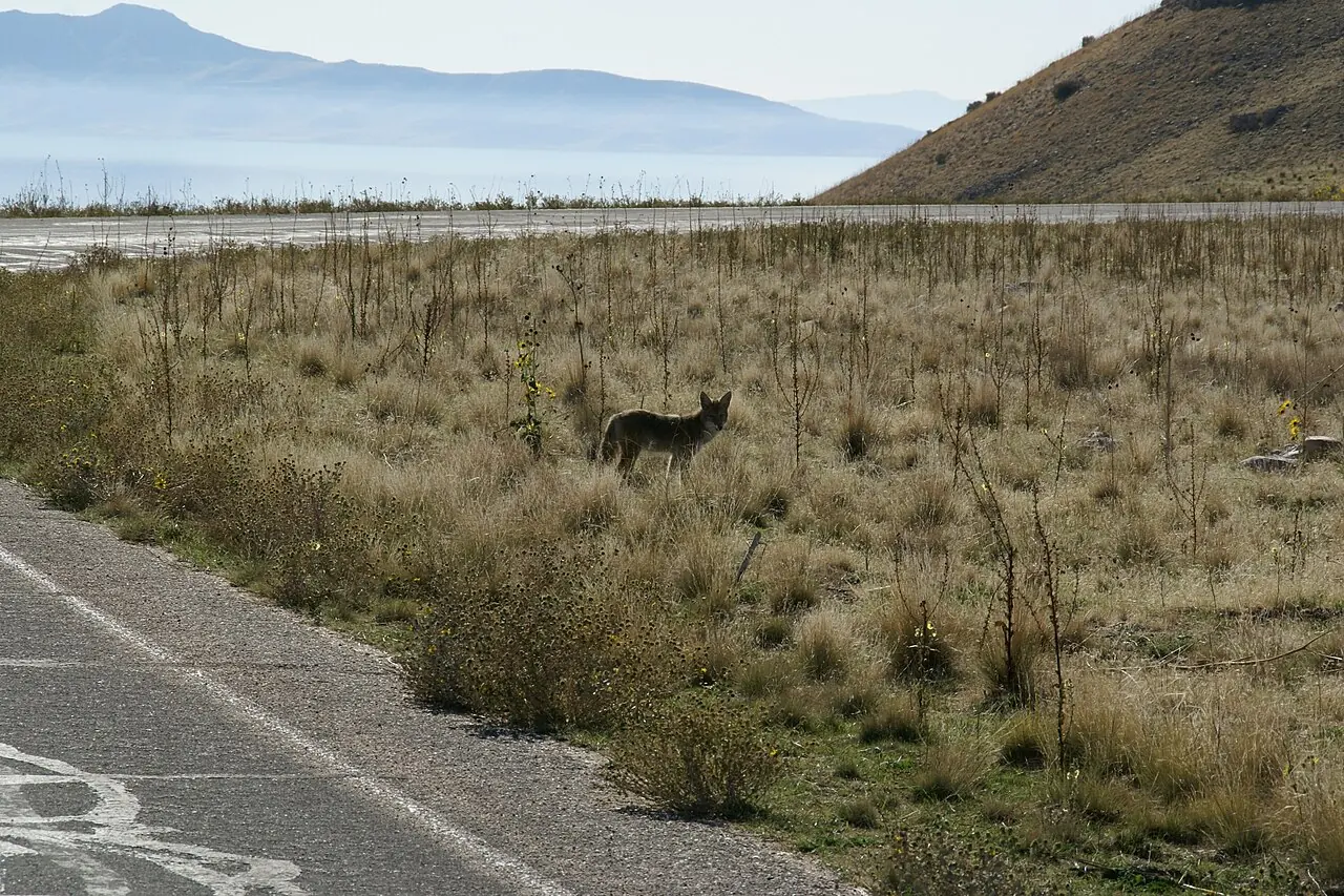 A coyote beside a road on Antelope Island