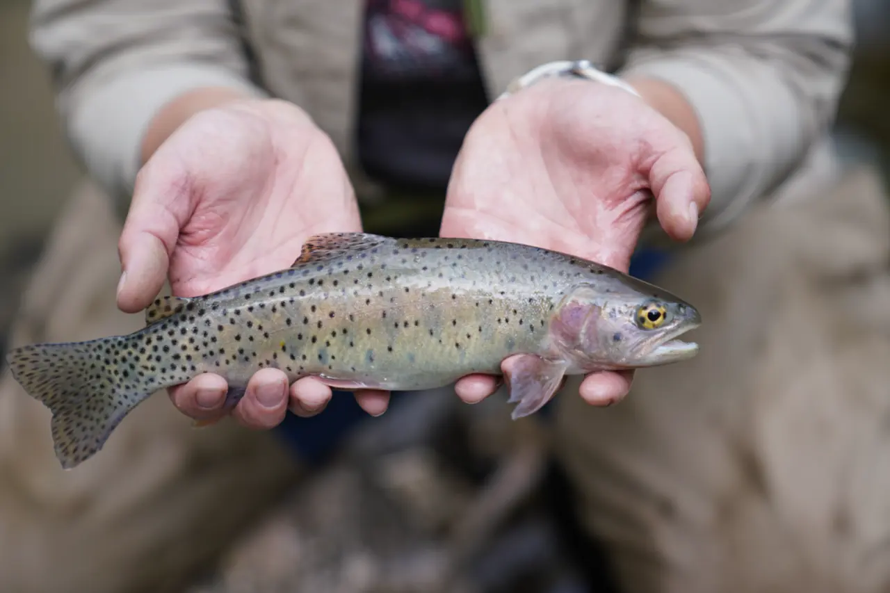 A Bonneville cutthroat trout supported in a person’s hands