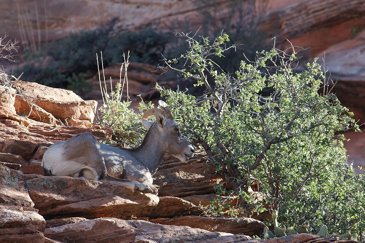 Desert bighorn sheep resting beside sandstone in Zion National Park