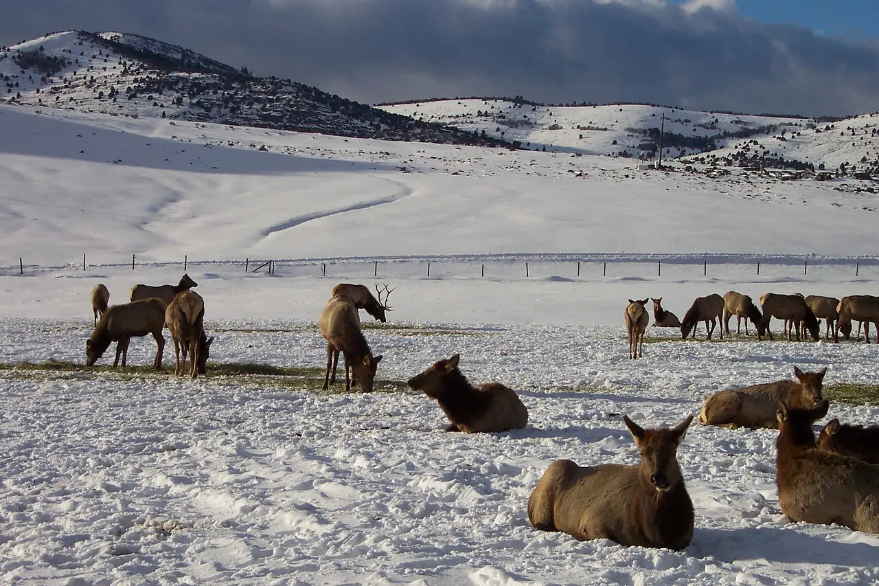 Elk resting and grazing in snow at Hardware Ranch