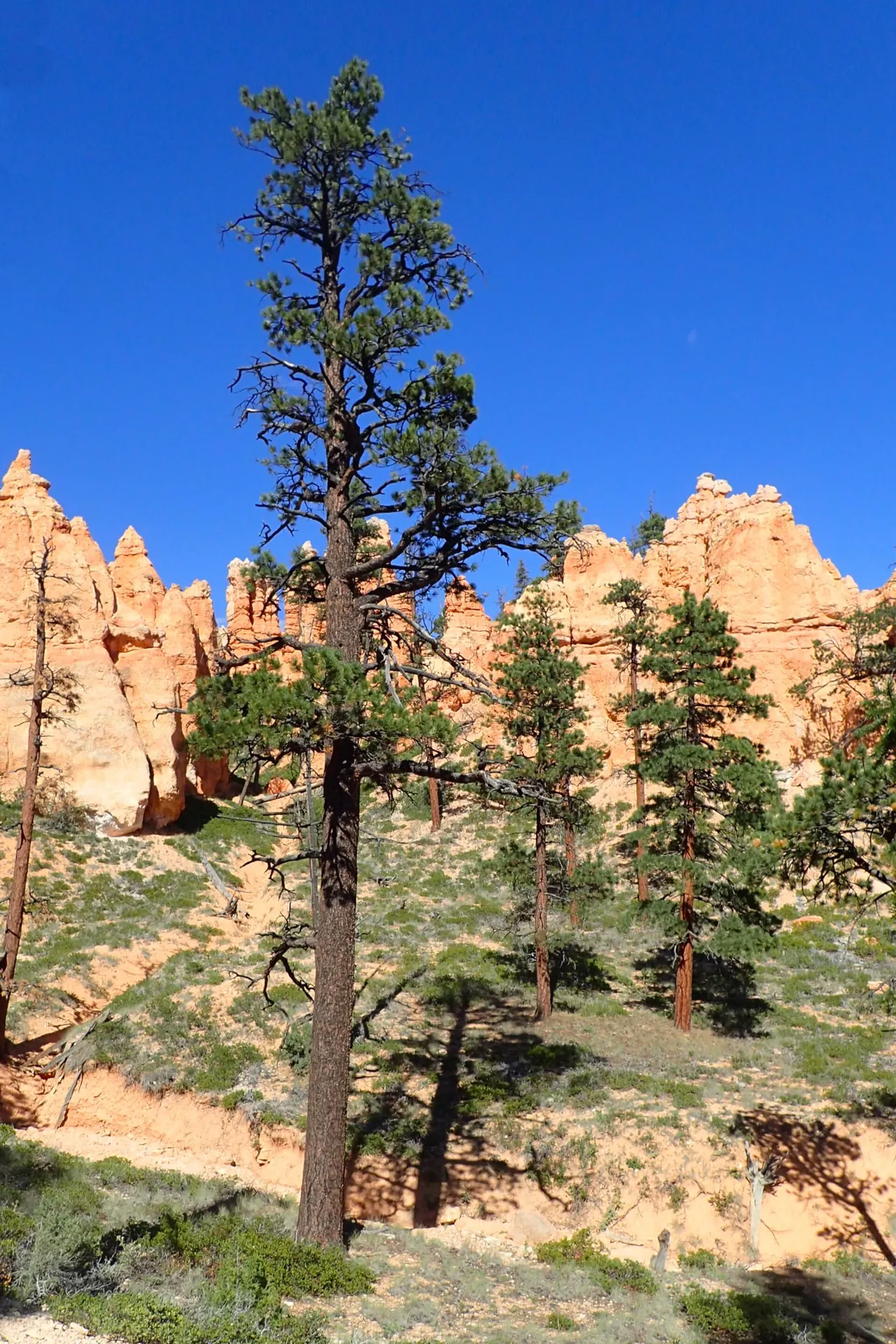 A limber pine growing among red rock hoodoos on Bryce Canyon's Navajo Loop Trail