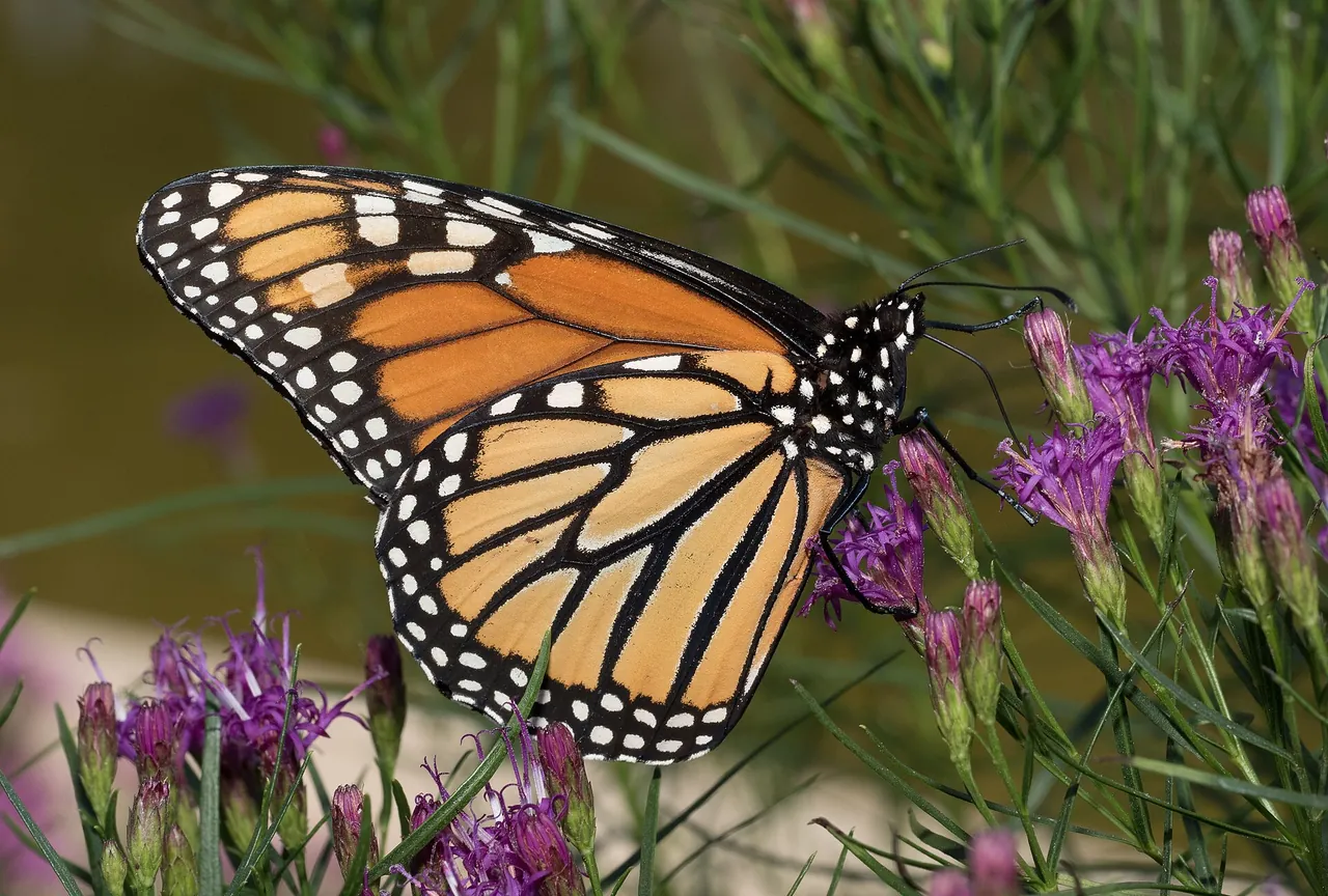 A monarch butterfly feeding on purple flowers