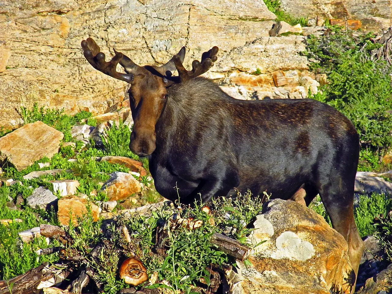 A bull moose among rocks and low vegetation at Cecret Lake