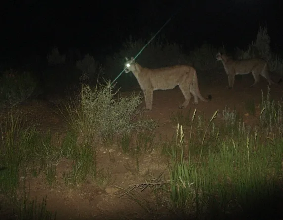 Cougars recorded at night by a trail camera in Zion National Park